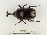 中文名:獨角仙 -雙叉犀金龜(212-349)學名:Allomyrina dichotoma tunobosonis (Kono, 1931)(212-349)