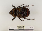 中文名:獨角仙 -雙叉犀金龜(212-348)學名:Allomyrina dichotoma tunobosonis (Kono, 1931)(212-348)