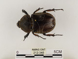 中文名:獨角仙 -雙叉犀金龜(212-348)學名:Allomyrina dichotoma tunobosonis (Kono, 1931)(212-348)