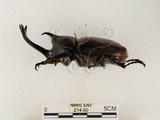 中文名:獨角仙 -雙叉犀金龜(214-90)學名:Allomyrina dichotoma tunobosonis (Kono, 1931)(214-90)