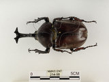 中文名:獨角仙 -雙叉犀金龜(214-90)學名:Allomyrina dichotoma tunobosonis (Kono, 1931)(214-90)