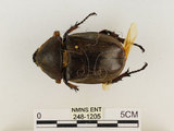 中文名:獨角仙 -雙叉犀金龜(248-1205)學名:Allomyrina dichotoma tunobosonis (Kono, 1931)(248-1205)