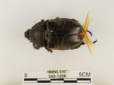 中文名:獨角仙 -雙叉犀金龜(248-1206)學名:Allomyrina dichotoma tunobosonis (Kono, 1931)(248-1206)