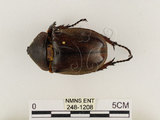 中文名:獨角仙 -雙叉犀金龜(248-1208)學名:Allomyrina dichotoma tunobosonis (Kono, 1931)(248-1208)