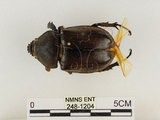中文名:獨角仙 -雙叉犀金龜(248-1204)學名:Allomyrina dichotoma tunobosonis (Kono, 1931)(248-1204)