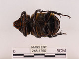 中文名:獨角仙 -雙叉犀金龜(248-1760)學名:Allomyrina dichotoma tunobosonis (Kono, 1931)(248-1760)