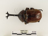 中文名:獨角仙 -雙叉犀金龜(526-1047)學名:Allomyrina dichotoma tunobosonis (Kono, 1931)(526-1047)