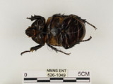 中文名:獨角仙 -雙叉犀金龜(526-1049)學名:Allomyrina dichotoma tunobosonis (Kono, 1931)(526-1049)