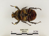 中文名:獨角仙 -雙叉犀金龜(665-6)學名:Allomyrina dichotoma tunobosonis (Kono, 1931)(665-6)