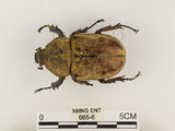 中文名:獨角仙 -雙叉犀金龜(665-6)學名:Allomyrina dichotoma tunobosonis (Kono, 1931)(665-6)