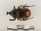 中文名:獨角仙 -雙叉犀金龜(670-1645)學名:Allomyrina dichotoma tunobosonis (Kono, 1931)(670-1645)