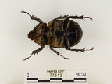 中文名:獨角仙 -雙叉犀金龜(776-13)學名:Allomyrina dichotoma tunobosonis (Kono, 1931)(776-13)