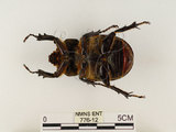 中文名:獨角仙 -雙叉犀金龜(776-12)學名:Allomyrina dichotoma tunobosonis (Kono, 1931)(776-12)