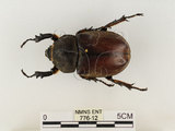 中文名:獨角仙 -雙叉犀金龜(776-12)學名:Allomyrina dichotoma tunobosonis (Kono, 1931)(776-12)