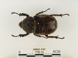 中文名:獨角仙 -雙叉犀金龜(776-14)學名:Allomyrina dichotoma tunobosonis (Kono, 1931)(776-14)