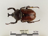 中文名:獨角仙 -雙叉犀金龜(776-11)學名:Allomyrina dichotoma tunobosonis (Kono, 1931)(776-11)