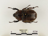 中文名:獨角仙 -雙叉犀金龜(776-10)學名:Allomyrina dichotoma tunobosonis (Kono, 1931)(776-10)