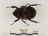 中文名:獨角仙 -雙叉犀金龜(776-15)學名:Allomyrina dichotoma tunobosonis (Kono, 1931)(776-15)
