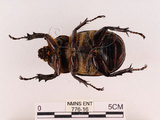 中文名:獨角仙 -雙叉犀金龜(776-16)學名:Allomyrina dichotoma tunobosonis (Kono, 1931)(776-16)
