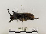 中文名:獨角仙 -雙叉犀金龜(1117-35)學名:Allomyrina dichotoma tunobosonis (Kono, 1931)(1117-35)
