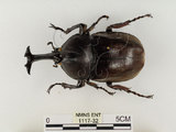 中文名:獨角仙 -雙叉犀金龜(1117-32)學名:Allomyrina dichotoma tunobosonis (Kono, 1931)(1117-32)