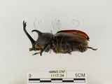中文名:獨角仙 -雙叉犀金龜(1117-34)學名:Allomyrina dichotoma tunobosonis (Kono, 1931)(1117-34)