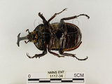 中文名:獨角仙 -雙叉犀金龜(1117-34)學名:Allomyrina dichotoma tunobosonis (Kono, 1931)(1117-34)