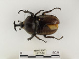 中文名:獨角仙 -雙叉犀金龜(1117-34)學名:Allomyrina dichotoma tunobosonis (Kono, 1931)(1117-34)