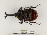 中文名:獨角仙 -雙叉犀金龜(1118-1134)學名:Allomyrina dichotoma tunobosonis (Kono, 1931)(1118-1134)
