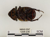 中文名:獨角仙 -雙叉犀金龜(1208-236)學名:Allomyrina dichotoma tunobosonis (Kono, 1931)(1208-236)