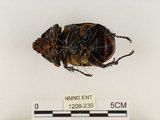 中文名:獨角仙 -雙叉犀金龜(1208-239)學名:Allomyrina dichotoma tunobosonis (Kono, 1931)(1208-239)