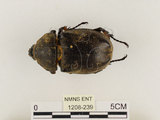 中文名:獨角仙 -雙叉犀金龜(1208-239)學名:Allomyrina dichotoma tunobosonis (Kono, 1931)(1208-239)