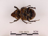 中文名:獨角仙 -雙叉犀金龜(1282-26272)學名:Allomyrina dichotoma tunobosonis (Kono, 1931)(1282-26272)