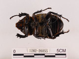 中文名:獨角仙 -雙叉犀金龜(1282-26055)學名:Allomyrina dichotoma tunobosonis (Kono, 1931)(1282-26055)