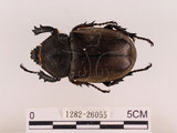 中文名:獨角仙 -雙叉犀金龜(1282-26055)學名:Allomyrina dichotoma tunobosonis (Kono, 1931)(1282-26055)