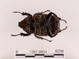 中文名:獨角仙 -雙叉犀金龜(1282-26016)學名:Allomyrina dichotoma tunobosonis (Kono, 1931)(1282-26016)