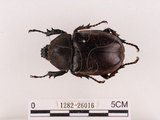 中文名:獨角仙 -雙叉犀金龜(1282-26016)學名:Allomyrina dichotoma tunobosonis (Kono, 1931)(1282-26016)