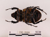 中文名:獨角仙 -雙叉犀金龜(1282-26386)學名:Allomyrina dichotoma tunobosonis (Kono, 1931)(1282-26386)