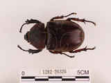 中文名:獨角仙 -雙叉犀金龜(1282-26326)學名:Allomyrina dichotoma tunobosonis (Kono, 1931)(1282-26326)