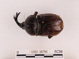 中文名:獨角仙 -雙叉犀金龜(1282-26794)學名:Allomyrina dichotoma tunobosonis (Kono, 1931)(1282-26794)