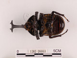 中文名:獨角仙 -雙叉犀金龜(1282-26063)學名:Allomyrina dichotoma tunobosonis (Kono, 1931)(1282-26063)