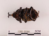 中文名:獨角仙 -雙叉犀金龜(1282-23584)學名:Allomyrina dichotoma tunobosonis (Kono, 1931)(1282-23584)