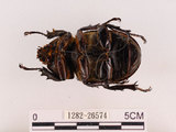 中文名:獨角仙 -雙叉犀金龜(1282-26574)學名:Allomyrina dichotoma tunobosonis (Kono, 1931)(1282-26574)