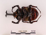 中文名:獨角仙 -雙叉犀金龜(1282-26605)學名:Allomyrina dichotoma tunobosonis (Kono, 1931)(1282-26605)