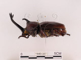中文名:獨角仙 -雙叉犀金龜(1440-387)學名:Allomyrina dichotoma tunobosonis (Kono, 1931)(1440-387)