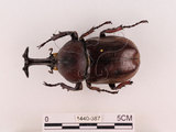 中文名:獨角仙 -雙叉犀金龜(1440-387)學名:Allomyrina dichotoma tunobosonis (Kono, 1931)(1440-387)