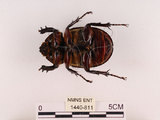 中文名:獨角仙 -雙叉犀金龜(1440-811)學名:Allomyrina dichotoma tunobosonis (Kono, 1931)(1440-811)