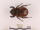 中文名:獨角仙 -雙叉犀金龜(1440-811)學名:Allomyrina dichotoma tunobosonis (Kono, 1931)(1440-811)