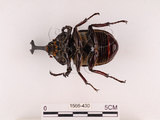 中文名:獨角仙 -雙叉犀金龜(1566-430)學名:Allomyrina dichotoma tunobosonis (Kono, 1931)(1566-430)