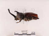 中文名:獨角仙 -雙叉犀金龜(1571-142)學名:Allomyrina dichotoma tunobosonis (Kono, 1931)(1571-142)